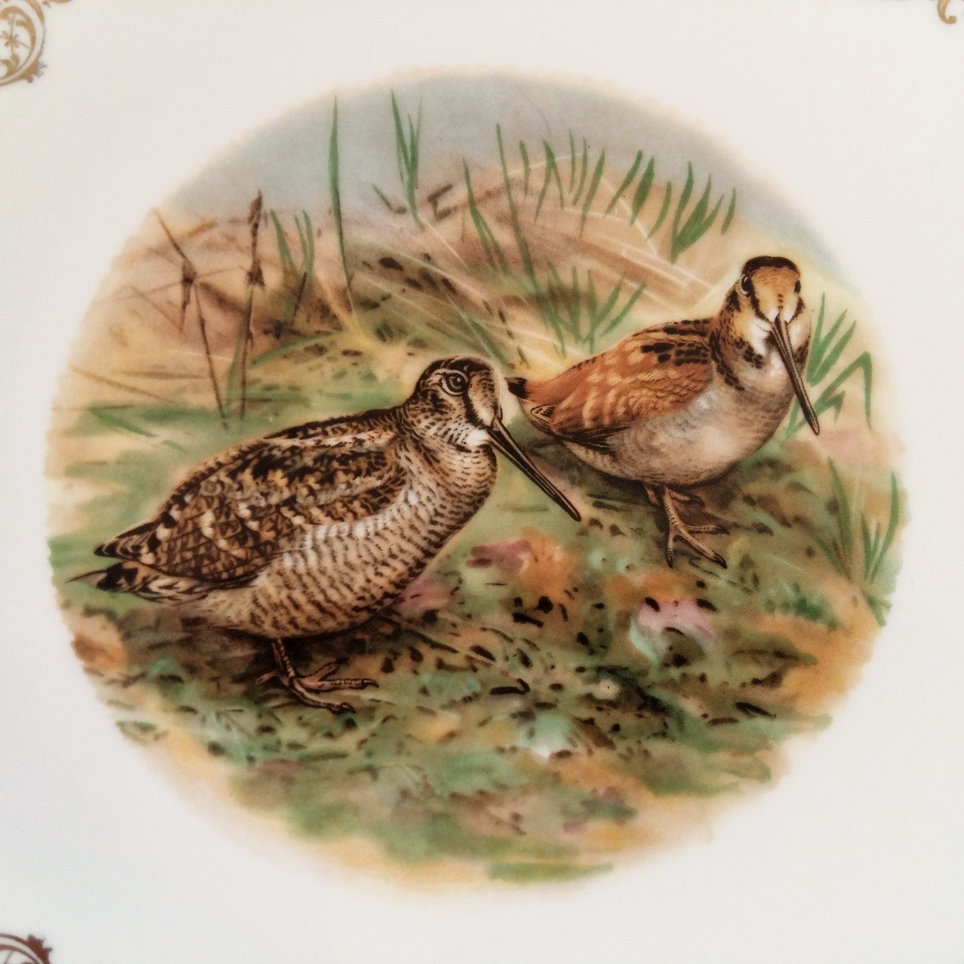 Four Game Bird Plates. Limoges Porcelain from Tiggy & Pip - Just €112! Shop now at Tiggy and Pip